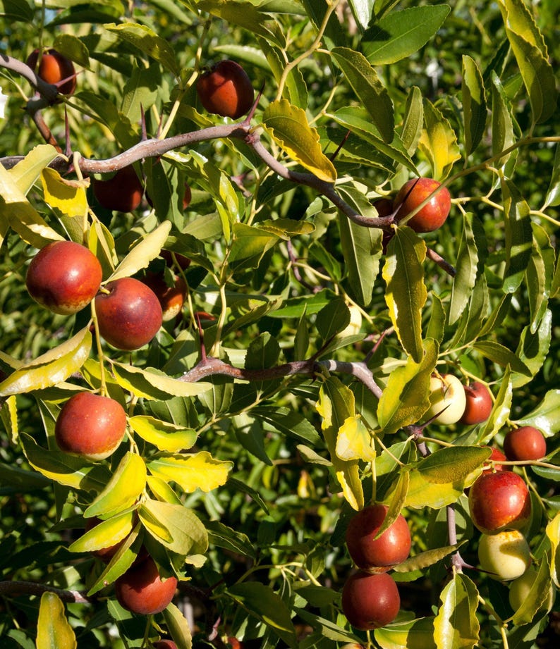 Contorted Jujube Tree Grafted 3-Gallon Pot Edible Fruit Ornamental Twisted Branches Ziziphus jujuba