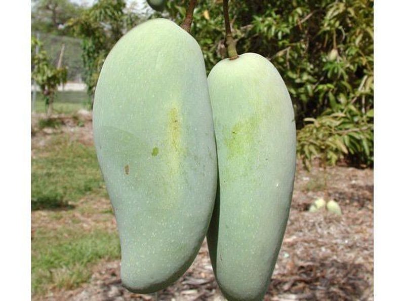 Grafted Mango Tree - 3 Gal Pot - Thai Green Sweet Mango - Mangifera indica