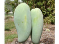 Grafted Mango Tree - 3-4 ft - Brahm Kai Meu Thai Green Sweet Mango - Mangifera indica