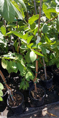 Taiwan Century Guava Plant - 3 Gal Pot - White Flesh Fruit - Self-Fertile Tropical Psidium guajava