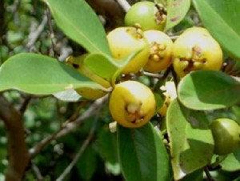 Lemon Guava Plant in 6" Pot | Psidium Littorale Tropical Fruit for Container Gardening