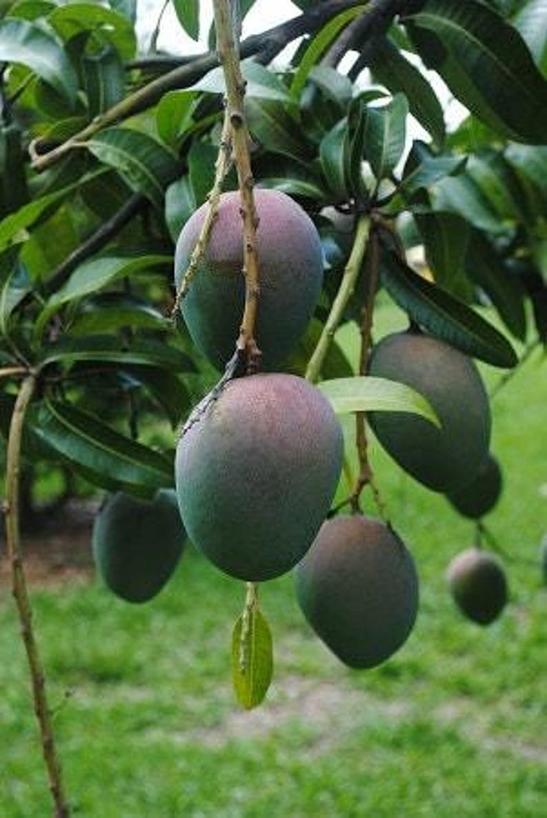 Grafted Kent Mango Tree - 1 Foot Live Plant in 6-Inch Pot - Mangifera indica - Tropical Fruit Tree