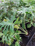 Philodendron Selloum Plant - 1ft Tall in 6" Pot - Tropical Houseplant - Philodendron bipinnatifidum