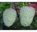 Atemoya AP2 Grafted Fruit Tree - 2-3 Feet Tall - Tropical Hybrid Annona squamosa x cherimola Plant