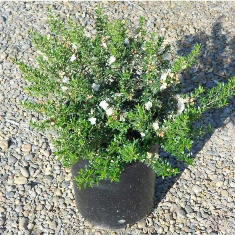 Dwarf Myrtle Plant 6" Pot Myrtus communis 'Compacta' Fragrant Evergreen Shrub for Bonsai & Gardens