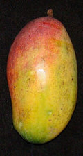 Valencia Pride Mango Tree - Grafted 1ft in Pot - Tropical Fruit Tree - Mangifera indica - Home Garden, Potted, USDA Zones 4-11