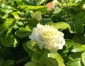 Grand Duke Jasmine Plant 1-2 ft, Jasminum sambac, Fragrant Flowering Shrub, Indoor Outdoor, 3-Gallon Pot