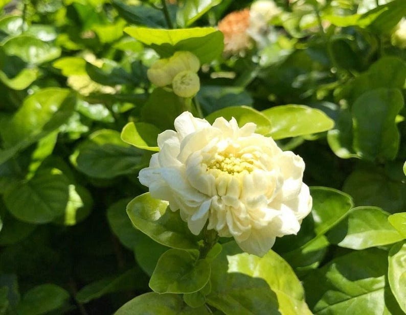 Grand Duke Jasmine Plant 1-2 ft, Jasminum sambac, Fragrant Flowering Shrub, Indoor Outdoor, 3-Gallon Pot