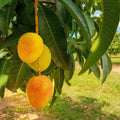 Carrier Mango Tree Live Plant - 6-Inch Pot, Fiberless Mango, Mangifera indica, Easy Care, Compact, Disease-Resistant