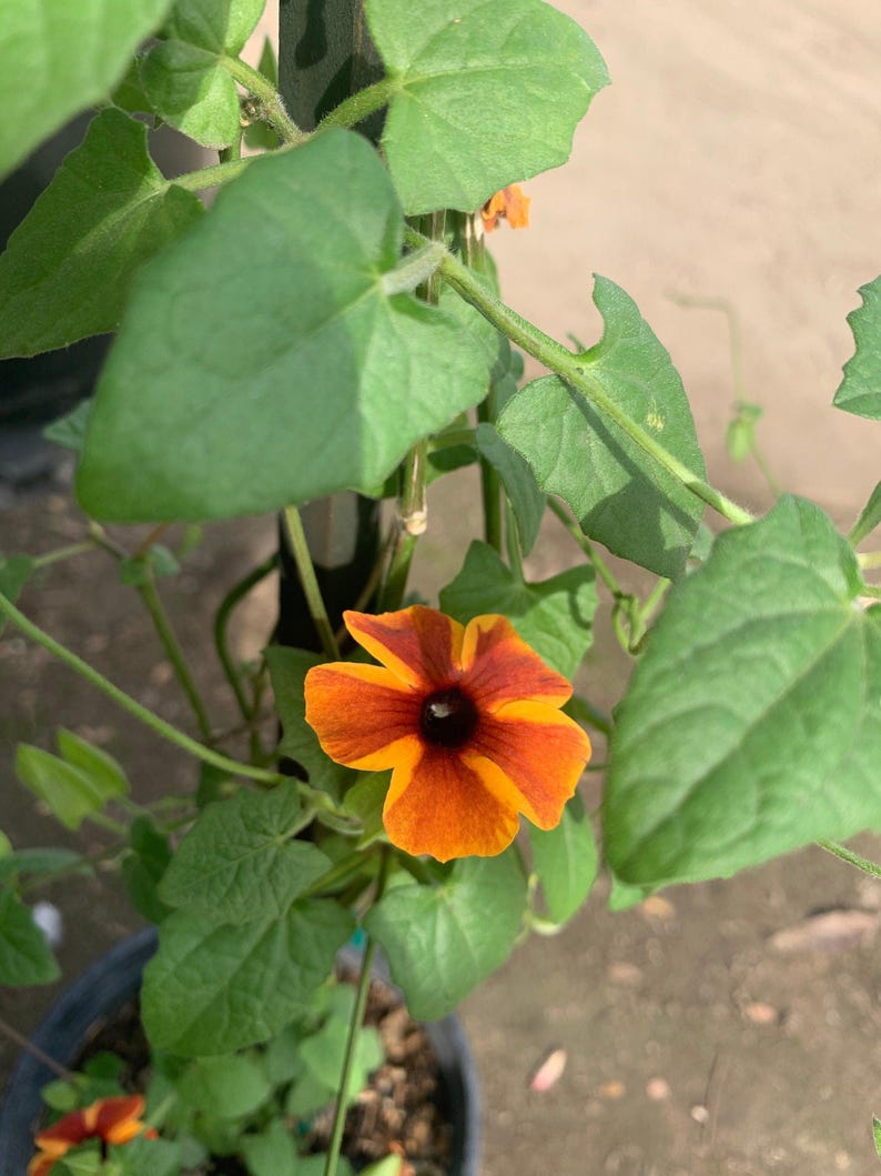 Amber Stripes Thunbergia Alata Vine Live Plant in 6" Pot – Climbing Flowering Plant with Amber Striped Blooms