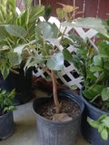 Bodhi Plant Ficus Religiosa - Live Sacred Fig Tree in 3-Gallon Pot for Bonsai and Indoor/Outdoor Use