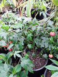 Abutilon 'Tiger Eye' Flowering Maple Plant - 3 Gal Pot - Dazzling Yellow Flowers with Red Veining - Live Garden Plant