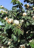 Ice Cream Bean Tree Starter - 8-12 Inch Inga edulis Edible Fruit Shade Tree in 1-Gallon Pot