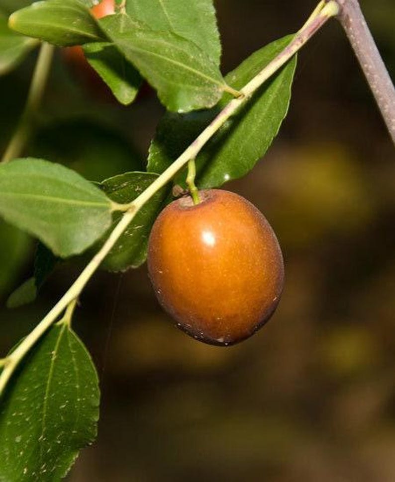 Grafted Sugar Cane Jujube Tree - 3-4 Feet Tall - Sweet Fruit - Ziziphus jujuba 'Sugar Cane' - 3 Gal Pot