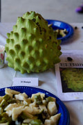 Grafted Cherimoya Tree 1-2 Feet Tall El Bumpo Variety in 3-Gallon Pot Annona cherimola