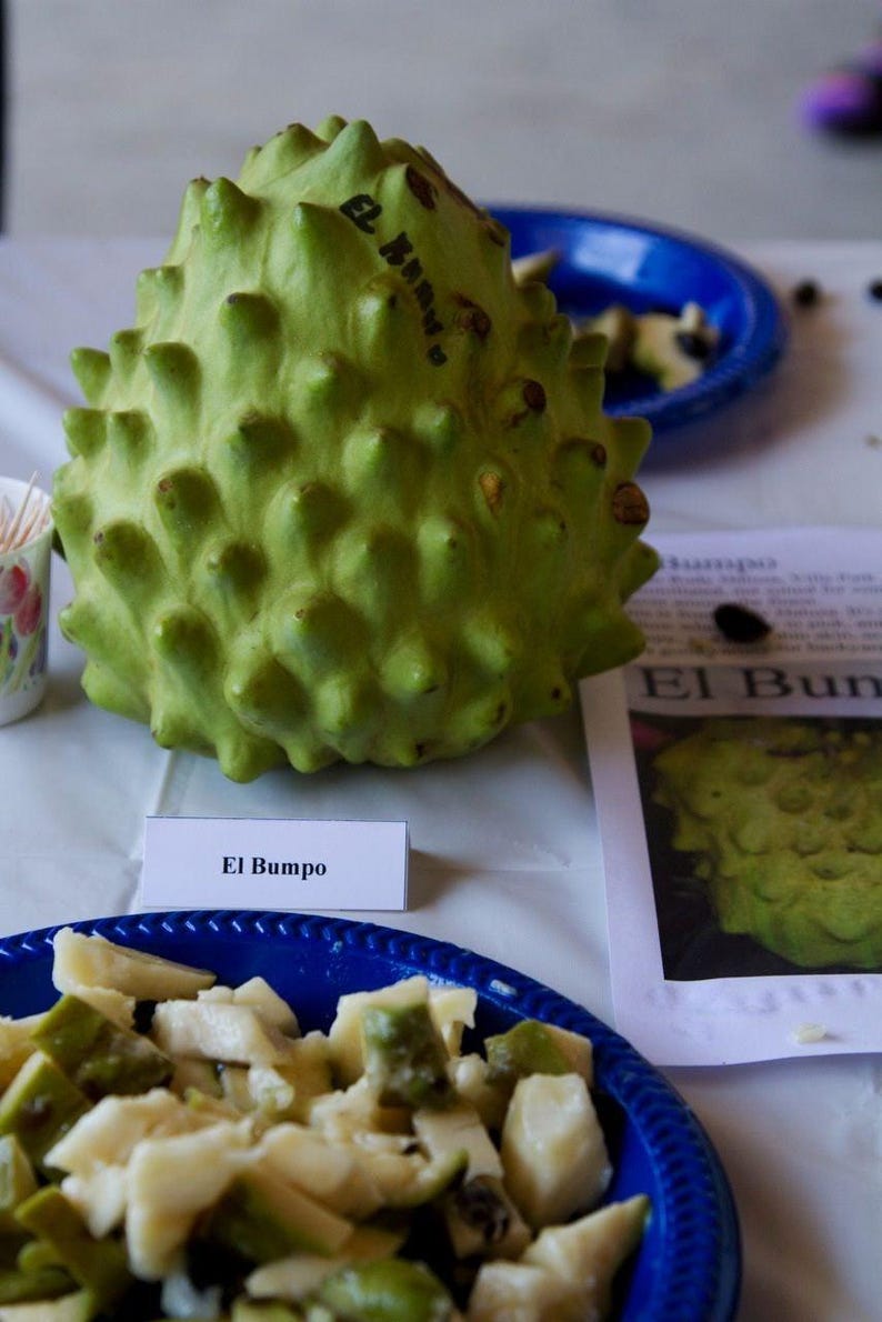 Grafted Cherimoya Tree 1-2 Feet Tall El Bumpo Variety in 3-Gallon Pot Annona cherimola