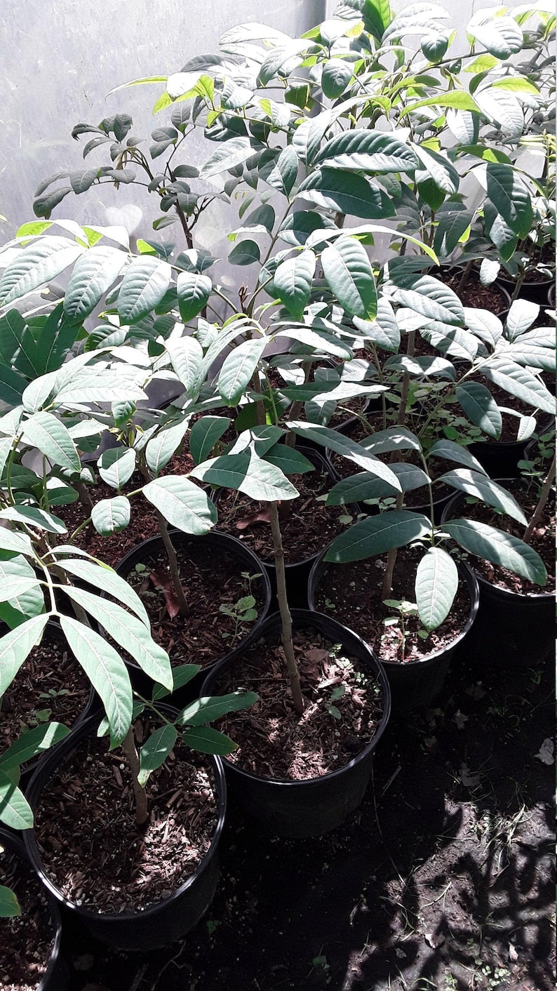 Longan Live Plant - 1-2 Feet Tall - Air Layered Tropical Fruit Tree - Dimocarpus longan - Ships in 1 Gal Pot