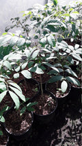 Longan Live Plant - 1-2 Feet Tall Air Layered Tree - Dimocarpus longan in 1-Gallon Pot