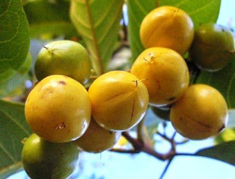 Nance Plant 3 Gal Pot - Tropical Fruit Shrub Byrsonima crassifolia - Drought-Resistant, Fast Growing, Edible Yellow-Orange Fruit