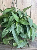 Cebu Blue Pothos Plant in 6" Pot, Epipremnum aureum, Indoor Vining Houseplant with Green, Blue, Silver Foliage