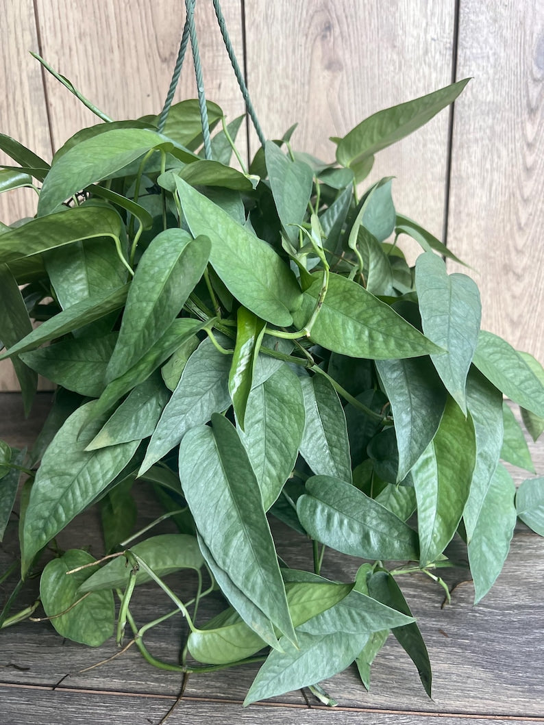 Cebu Blue Pothos Plant in 6" Pot, Epipremnum aureum, Indoor Vining Houseplant with Green, Blue, Silver Foliage