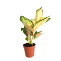 Aglaonema China Red Live Plant, 2-Inch Tropical Indoor Houseplant, Chinese Evergreen with Red & Green Foliage