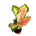 China Red Aglaonema Live Plant, 2 Inch Indoor Houseplant, Tropical Chinese Evergreen, Red & Green Foliage