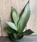 Sansevieria Moonshine Snake Plant in 4" Pot – Indoor Air Purifier, Low Maintenance Houseplant, Architectural Succulent