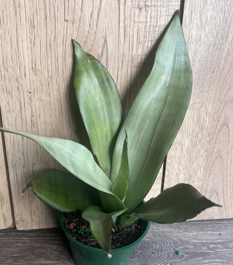Sansevieria Moonshine Snake Plant in 4" Pot – Indoor Air Purifier, Low Maintenance Houseplant, Architectural Succulent