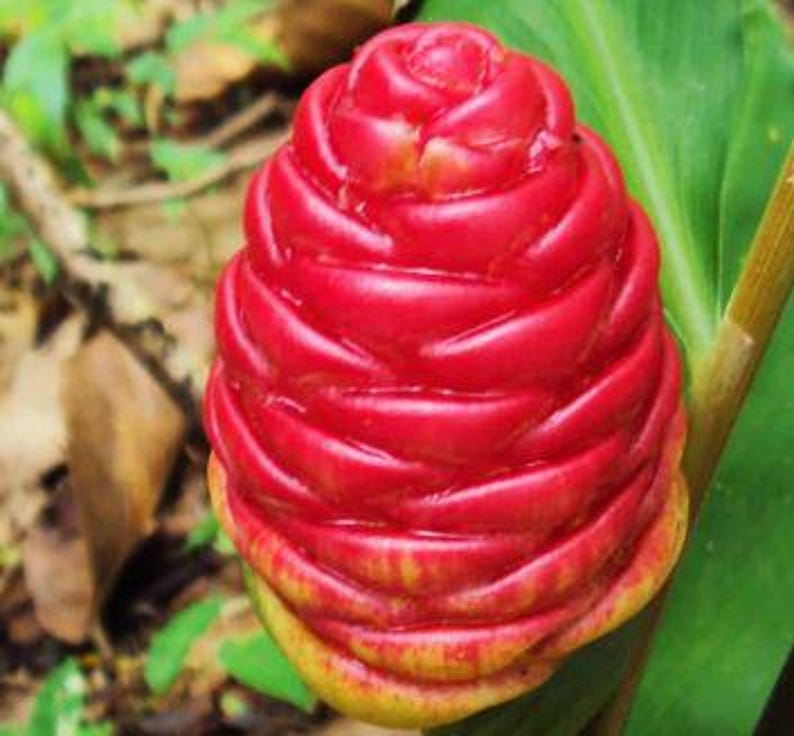 Shampoo Ginger Plant in Half Gallon Pot, Organic Zingiber zerumbet, Easy to Grow Tropical Ginger, Perennial Garden Plant