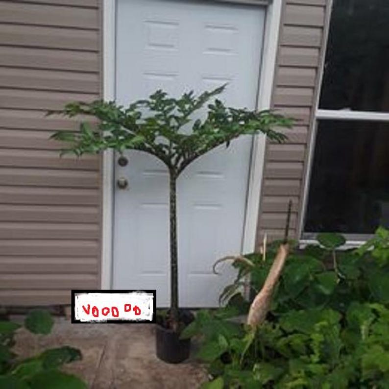 Plum Trees 2 Pack – Santa Rosa & Methley Varieties – Prunus domestica – Fruit Trees for Garden, Orchard, Home Growing