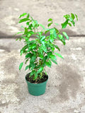 Ficus Benjamina Midnight Indoor Plant - 1ft in 6" Pot - Decorative Houseplant - Ficus benjamina