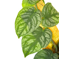 Monstera Dubia Live Plant – Shingling Climbing Houseplant with Silver Variegation, Tropical Indoor Rooted Starter Plant