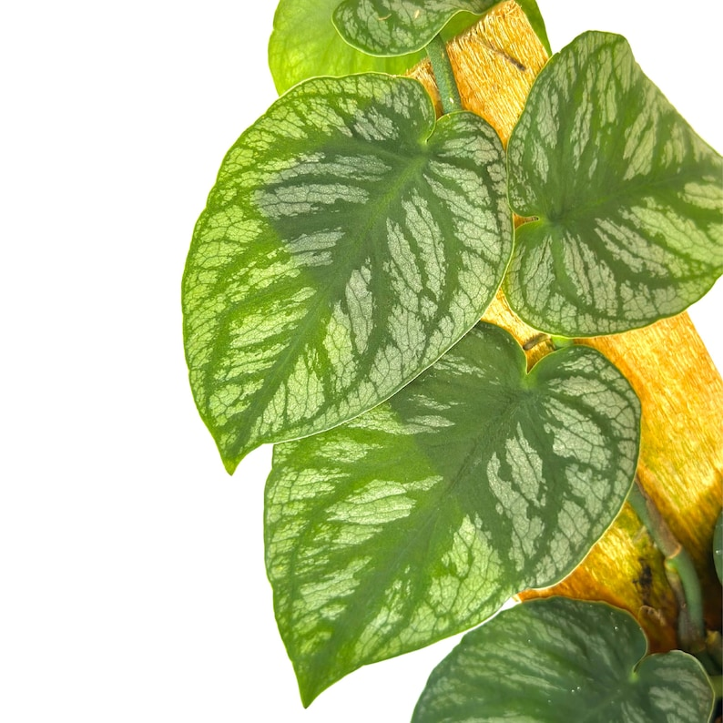 Monstera Dubia Live Plant – Shingling Climbing Houseplant with Silver Variegation, Tropical Indoor Rooted Starter Plant