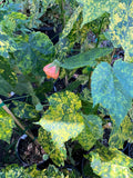 Abutilon ‘Mardi Gras’ Flowering Maple Plant in 6" Pot with Variegated Leaves and Bright Orange, Pink, and Gold Flowers