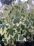 Abutilon 'Savitzii' Plant in 6-Inch Pot, Flowering Indoor/Outdoor Tropical Shrub, Chinese Lantern, Evergreen Foliage