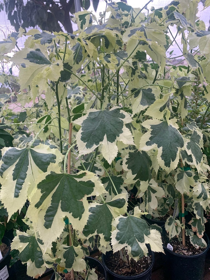 Abutilon 'Savitzii' Plant in 6-Inch Pot, Flowering Indoor/Outdoor Tropical Shrub, Chinese Lantern, Evergreen Foliage