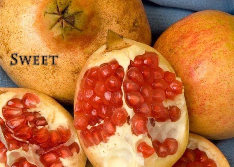 Pomegranate Plant 6" Pot A.C. Sweet Variety - Hardy Edible Fruit Punica granatum