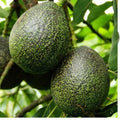 Grafted Gem Avocado Tree - 3-4 Feet Tall - Persea americana - Fruit Producing, Small Space, Patio Tree