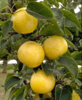 Asian Pear Tree 3 Gallon Pot - 20th Century Pyrus pyrifolia Yellow-Green Skin Fruit