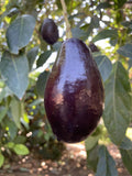 Grafted Mexicola Avocado Tree - 1 Foot Tall - Persea americana - Container, Small Space, Disease-Resistant