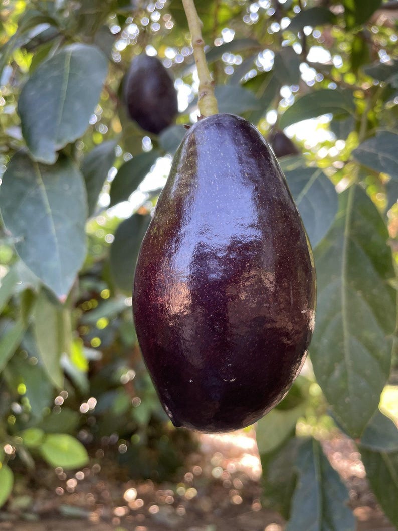 Grafted Mexicola Avocado Tree - 1 Foot Tall - Persea americana - Container, Small Space, Disease-Resistant