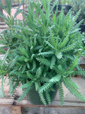 French Lavender Live Plant in 6" Pot, Aromatic Herb, Drought-Tolerant, Fragrant Purple Flowers, Lavandula dentata