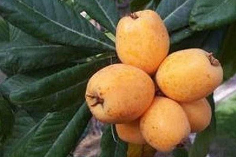 Big Jim Loquat Seedling - 2-3 Feet Tall Live Plant in 3-Gallon Pot - Eriobotrya japonica Fruit Tree