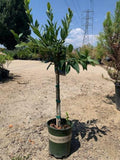 Little Ragu Sweet Bay Plant - Live 6" Pot, Aromatic Laurus nobilis Shrub for Culinary & Garden Use