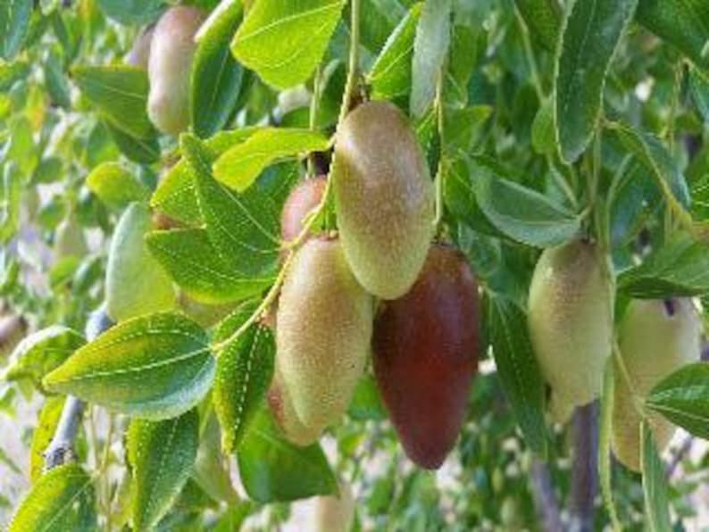 Grafted Jujube Tree 3-Gallon Pot GA866 Variety, 4-5 Feet Tall, Hardy Fruit Tree, Ziziphus jujuba for Home Garden