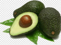Grafted Avocado Tree in 6" Pot - Leavens Hass Variety - Indoor/Outdoor Persea americana Plant