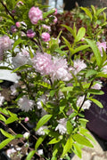 Dwarf Flowering Almond Live Plant 2 ft Prunus glandulosa Rosea Plena in 3-Gallon Pot, Ornamental Shrub for Garden or Container