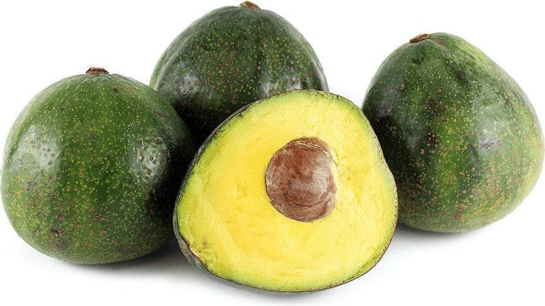 Nabal Avocado Tree - Grafted 1ft Plant - Persea americana - Small Indoor/Outdoor Fruit Tree