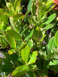 Arbutus unedo Live Plant – Strawberry Tree – Evergreen with White Flowers & Red Berries – 1 ft Tall